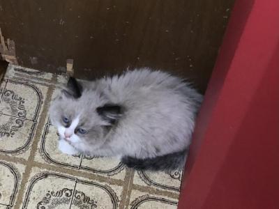Brandon Seal Point Snowshoe - Ragdoll - Gallery Photo #1