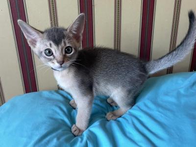 Super Friendly Boy - Abyssinian - Gallery Photo #1