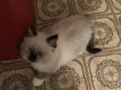 Mary Seal Point Snowshoe - Ragdoll - Gallery Photo #1