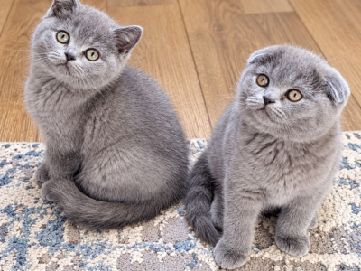 Litter K - Scottish Fold - Gallery Photo #1