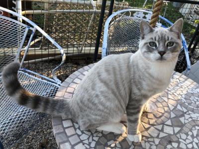 Razz Hybird Rag Bengal Lynx - Ragdoll - Gallery Photo #1