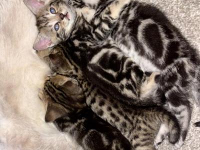 Reina - Bengal - Gallery Photo #1