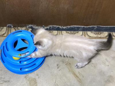 Butternut Hybird Rag Bengal Lynx - Ragdoll - Gallery Photo #1
