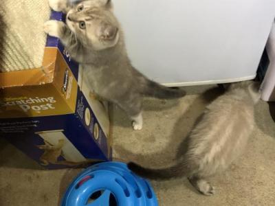 Jackie Rag Bengal Hybird - Ragdoll - Gallery Photo #1