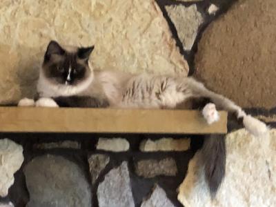 Hog Master Seal Point Snowshoe - Ragdoll - Gallery Photo #1