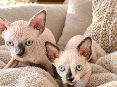 Curious - Sphynx - Gallery Photo #1