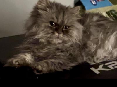 Popcorn - Munchkin - Gallery Photo #1