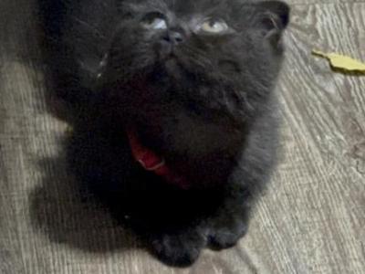 Forrest - Scottish Fold - Gallery Photo #1