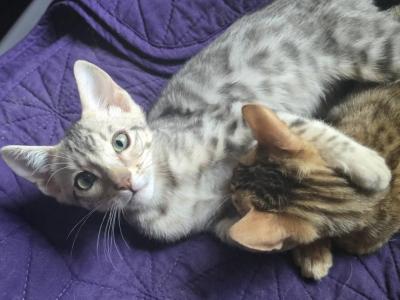 Two Silver Bengals - Bengal - Gallery Photo #1