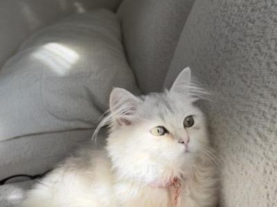 Baela - British Shorthair - Gallery Photo #1