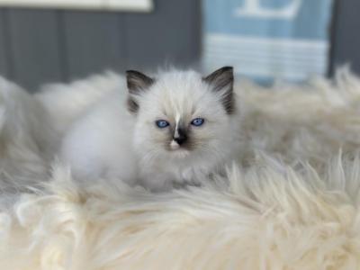 Minnie - Ragdoll - Gallery Photo #1