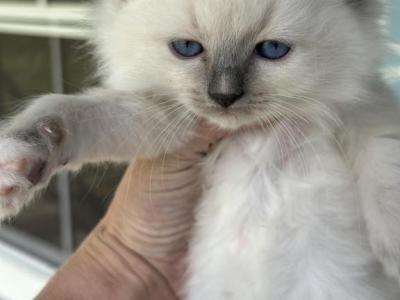 Layla - Ragdoll - Gallery Photo #1