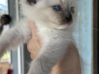 Mikey - Ragdoll - Gallery Photo #1