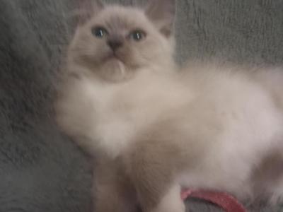 Abbeys Litter - Ragdoll - Gallery Photo #1