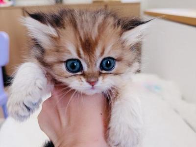 Fiona - British Shorthair - Gallery Photo #1