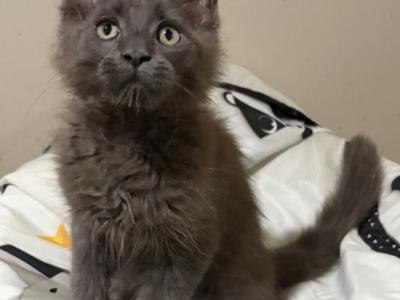 Skylar - Maine Coon - Gallery Photo #1