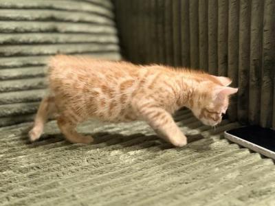 Niko - Bengal - Gallery Photo #1