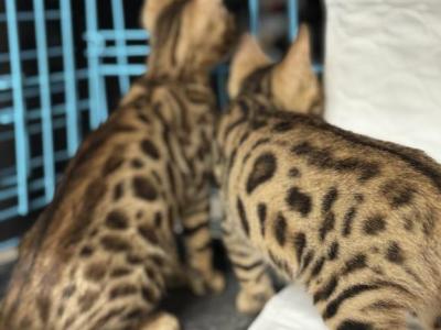 Riley - Bengal - Gallery Photo #1
