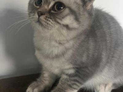 Tobey - Scottish Fold - Gallery Photo #1