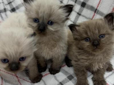Full Ragdolls Kittens - Ragdoll - Gallery Photo #1