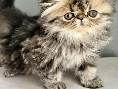 Milo - Persian - Gallery Photo #1