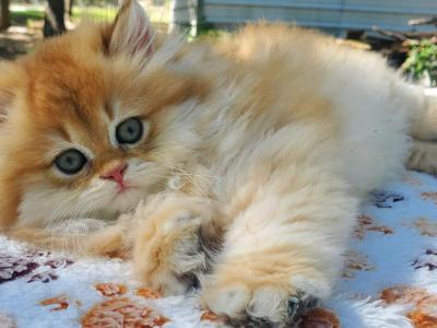 Gaby - British Shorthair - Gallery Photo #1