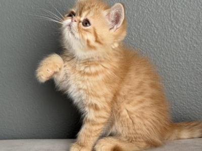 Max - Exotic - Gallery Photo #1