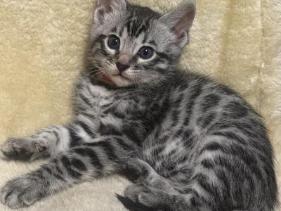 Premium Silver Bengals - Bengal - Gallery Photo #1