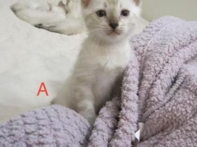 Snow Bengal Kitten Male - Bengal - Gallery Photo #1