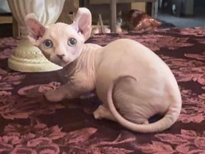 Female Dwelf Sphynx Kitten - Sphynx - Gallery Photo #1