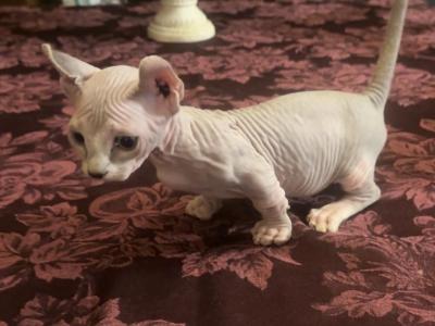 Male Dwelf Sphynx Kitten - Sphynx - Gallery Photo #1