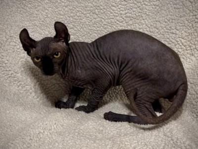 Elf Ear Gray Blue Male Gold Eyes - Sphynx - Gallery Photo #1