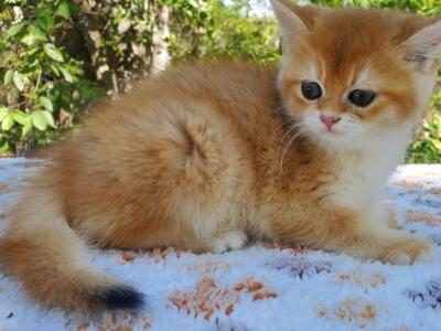 Kaby - British Shorthair - Gallery Photo #1