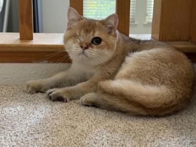 Gigi - Scottish Straight - Gallery Photo #1