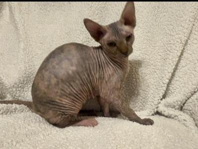 Unique Marble Skin Female - Sphynx - Gallery Photo #1