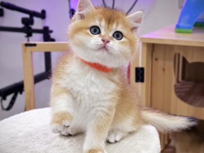 Lion Golden - Scottish Straight - Gallery Photo #1
