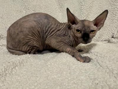 Female Marbled Dark Nose - Sphynx - Gallery Photo #1
