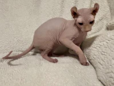 Pink Elf Ear Male - Sphynx - Gallery Photo #1