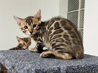 Lily - Bengal - Gallery Photo #1
