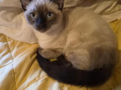 Jaxon - Siamese - Gallery Photo #1