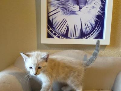 Nicco - Siamese - Gallery Photo #1