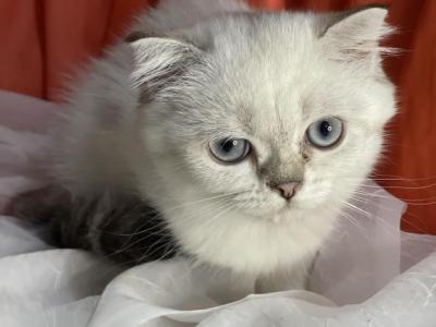 Annabelle - Scottish Fold - Gallery Photo #1