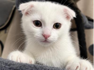 Kiri - Scottish Fold - Gallery Photo #1