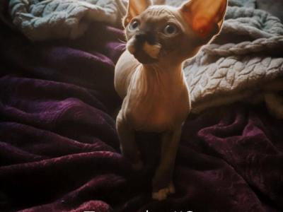 House Of Wrinkles - Sphynx - Gallery Photo #1