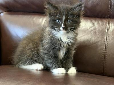 Mix Kitten Maine Coon Oreo - Maine Coon - Gallery Photo #1