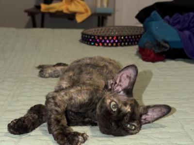 Torri - Devon Rex - Gallery Photo #1