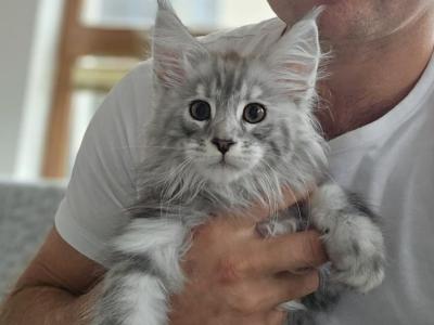 Boy Eleo Starlet Pet - Maine Coon - Gallery Photo #1