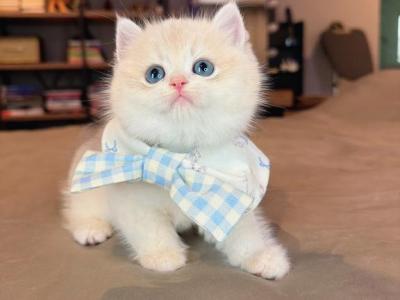 Mochi Blue Golden - British Shorthair - Gallery Photo #1