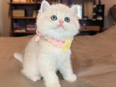 Tofu Blue Golden - British Shorthair - Gallery Photo #1