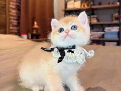 Nugget Golden Shaded - British Shorthair - Gallery Photo #1